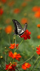 Preview wallpaper butterfly, insect, black and white, flowers, red