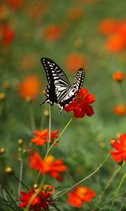 Preview wallpaper butterfly, insect, black and white, flowers, red