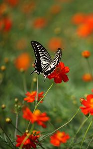 Preview wallpaper butterfly, insect, black and white, flowers, red