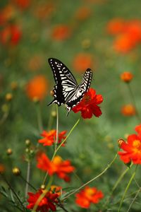 Preview wallpaper butterfly, insect, black and white, flowers, red