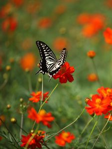 Preview wallpaper butterfly, insect, black and white, flowers, red