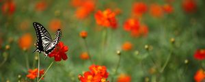 Preview wallpaper butterfly, insect, black and white, flowers, red