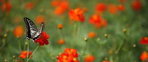 Preview wallpaper butterfly, insect, black and white, flowers, red