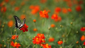 Preview wallpaper butterfly, insect, black and white, flowers, red