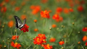 Preview wallpaper butterfly, insect, black and white, flowers, red