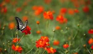 Preview wallpaper butterfly, insect, black and white, flowers, red