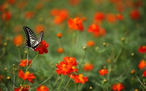 Preview wallpaper butterfly, insect, black and white, flowers, red