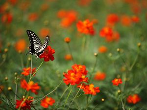 Preview wallpaper butterfly, insect, black and white, flowers, red