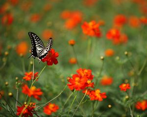 Preview wallpaper butterfly, insect, black and white, flowers, red