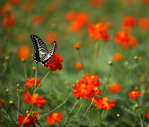 Preview wallpaper butterfly, insect, black and white, flowers, red