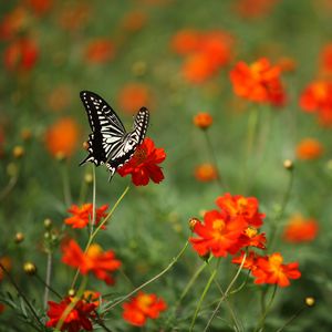 Preview wallpaper butterfly, insect, black and white, flowers, red