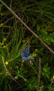 Preview wallpaper butterfly, insect, blue, grass, macro