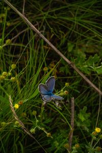 Preview wallpaper butterfly, insect, blue, grass, macro