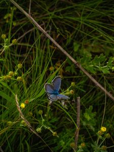 Preview wallpaper butterfly, insect, blue, grass, macro