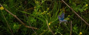 Preview wallpaper butterfly, insect, blue, grass, macro