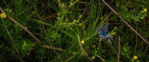 Preview wallpaper butterfly, insect, blue, grass, macro