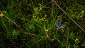 Preview wallpaper butterfly, insect, blue, grass, macro