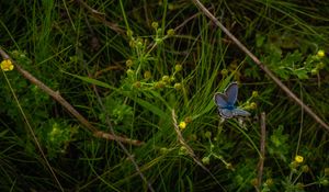 Preview wallpaper butterfly, insect, blue, grass, macro