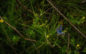 Preview wallpaper butterfly, insect, blue, grass, macro
