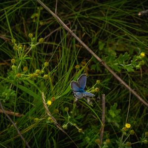 Preview wallpaper butterfly, insect, blue, grass, macro