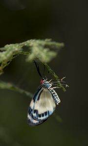 Preview wallpaper butterfly, insect, blue, plant, macro