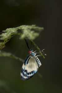 Preview wallpaper butterfly, insect, blue, plant, macro