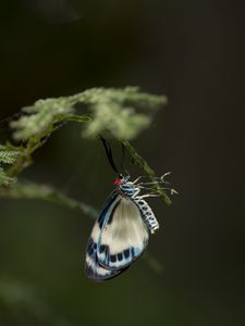 Preview wallpaper butterfly, insect, blue, plant, macro