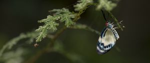 Preview wallpaper butterfly, insect, blue, plant, macro