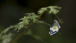 Preview wallpaper butterfly, insect, blue, plant, macro