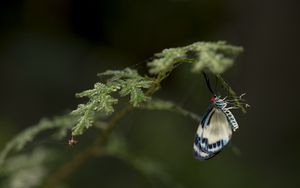 Preview wallpaper butterfly, insect, blue, plant, macro