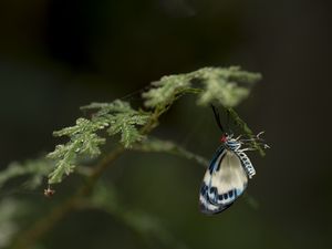 Preview wallpaper butterfly, insect, blue, plant, macro