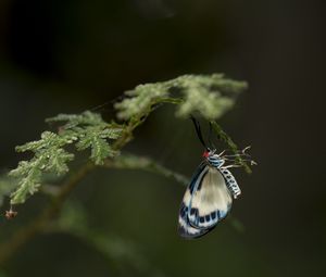 Preview wallpaper butterfly, insect, blue, plant, macro