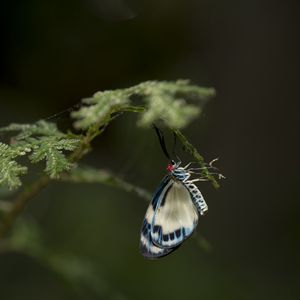 Preview wallpaper butterfly, insect, blue, plant, macro