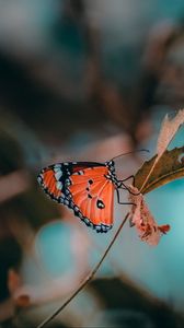 Preview wallpaper butterfly, insect, branch, macro