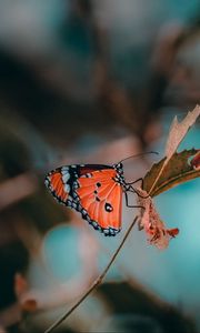 Preview wallpaper butterfly, insect, branch, macro