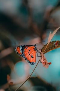 Preview wallpaper butterfly, insect, branch, macro