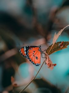 Preview wallpaper butterfly, insect, branch, macro