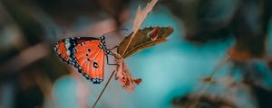 Preview wallpaper butterfly, insect, branch, macro
