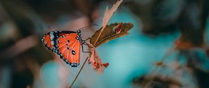 Preview wallpaper butterfly, insect, branch, macro