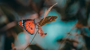 Preview wallpaper butterfly, insect, branch, macro