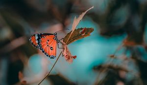 Preview wallpaper butterfly, insect, branch, macro