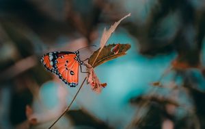 Preview wallpaper butterfly, insect, branch, macro