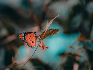 Preview wallpaper butterfly, insect, branch, macro