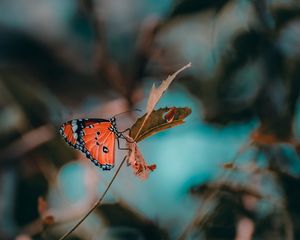 Preview wallpaper butterfly, insect, branch, macro