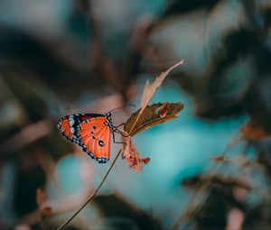 Preview wallpaper butterfly, insect, branch, macro