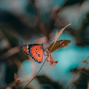 Preview wallpaper butterfly, insect, branch, macro