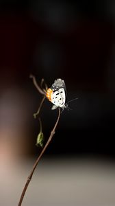 Preview wallpaper butterfly, insect, branch, focus, macro