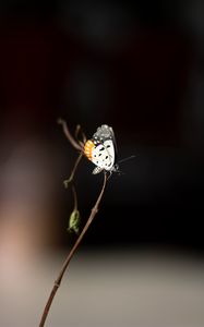 Preview wallpaper butterfly, insect, branch, focus, macro