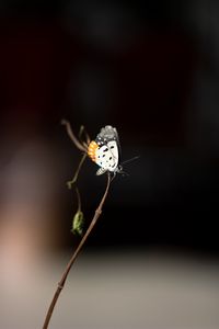 Preview wallpaper butterfly, insect, branch, focus, macro