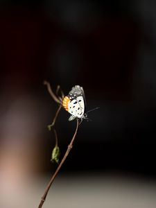 Preview wallpaper butterfly, insect, branch, focus, macro